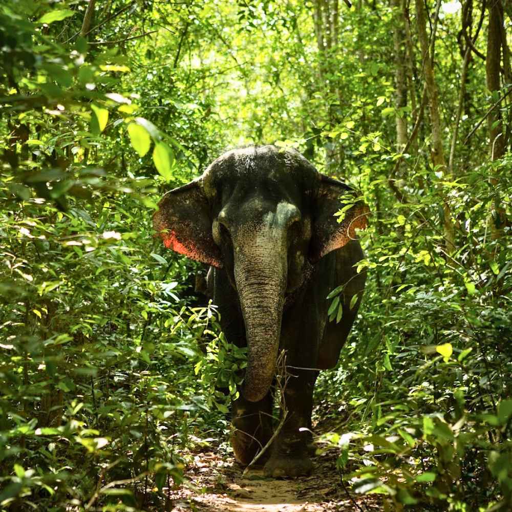 A Peaceful Day in the Jungle on the Elephant Tour – Watch as the elephants enjoy their day in the Kulen Mountain forest.