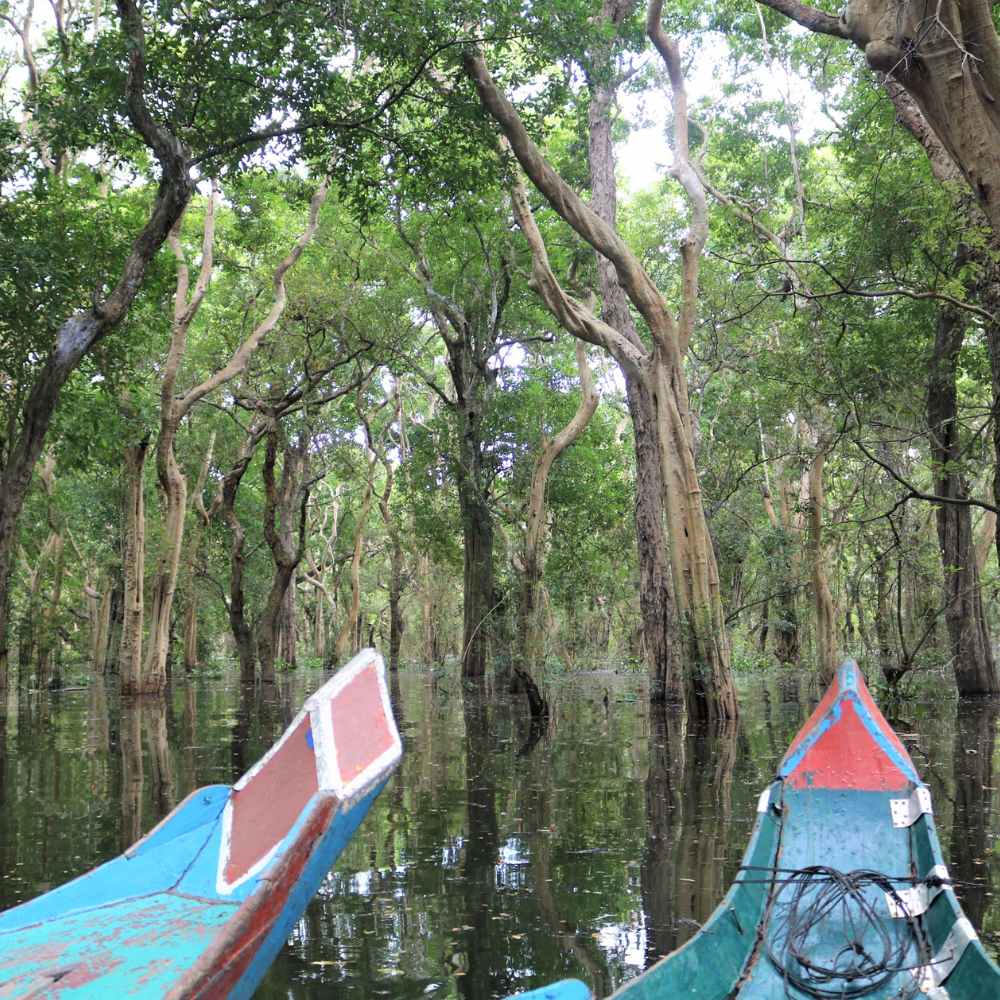 Boat Cruise – Enjoy a tranquil boat trip through forest canals, offering stunning views of flora, fauna, and local life in the floating forest.