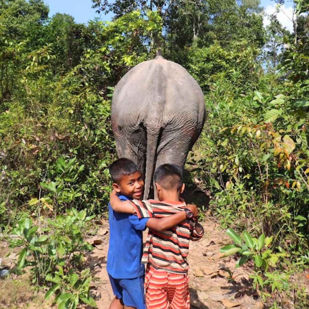 Elephant Tour A Day in Nature – Spend a day in the beautiful forest, observing the elephants up close in their natural surroundings.