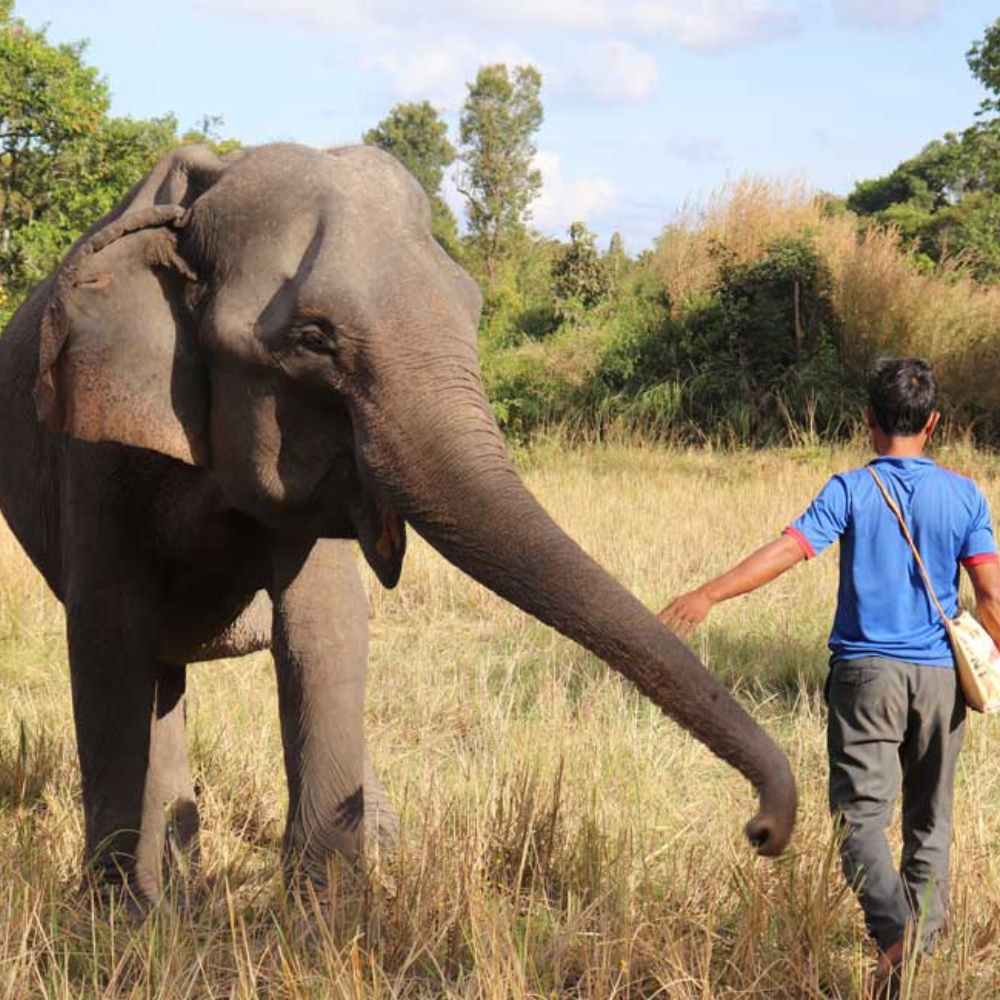 Explore the Wild on Our Elephant Tour – Walk with elephants through the forest and see them roam free in their natural habitat.