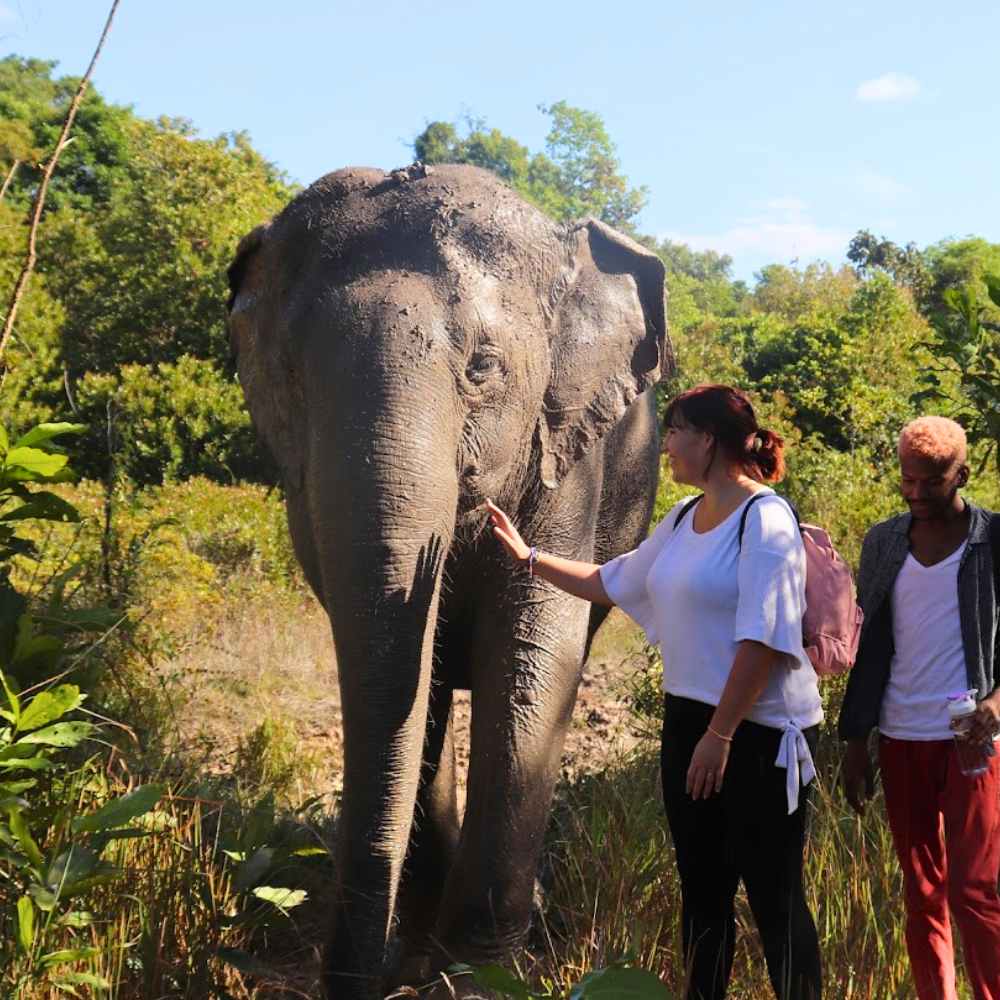 Learn and Play with Elephants on Our Afternoon Elephant Tour – Prepare snacks, walk through the forest, and enjoy a picnic while the elephants have fun.