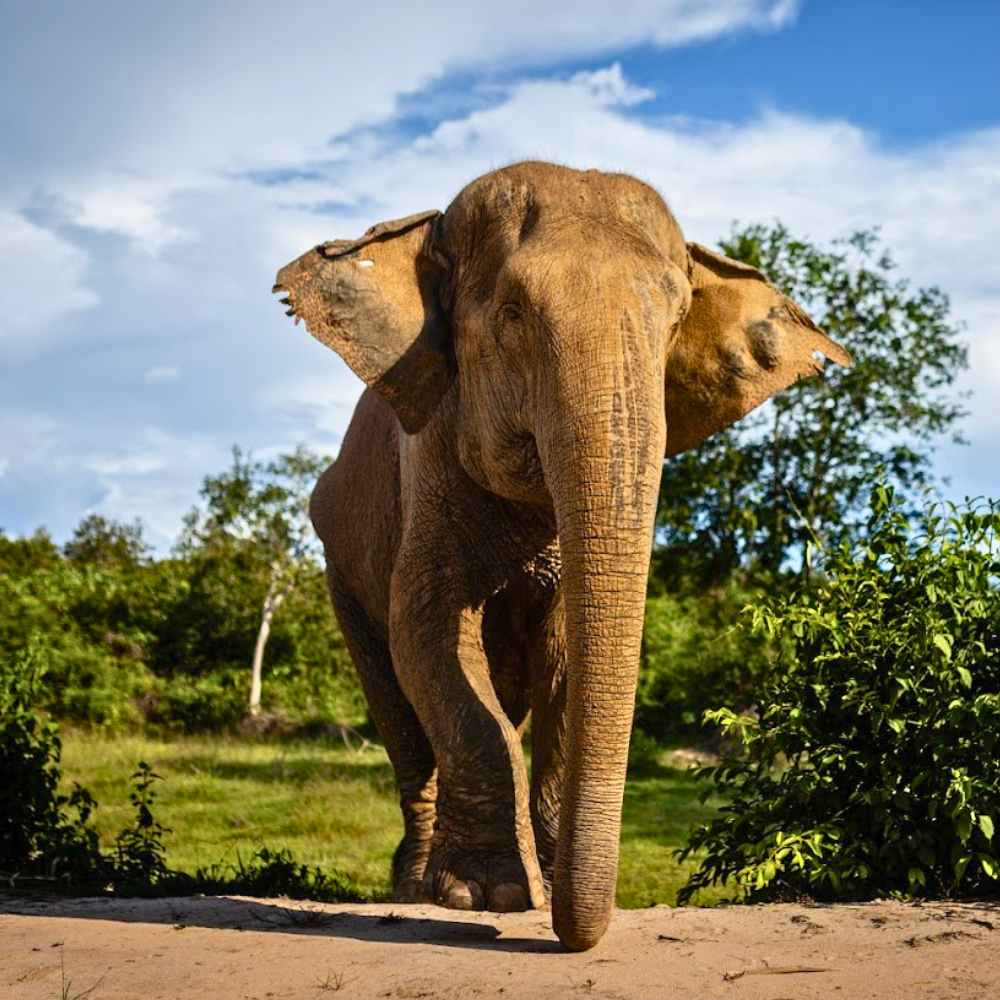 Morning Adventures in the Kulen Forest Elephant Tour – Join us for a morning with elephants, and walk alongside these gentle giants.