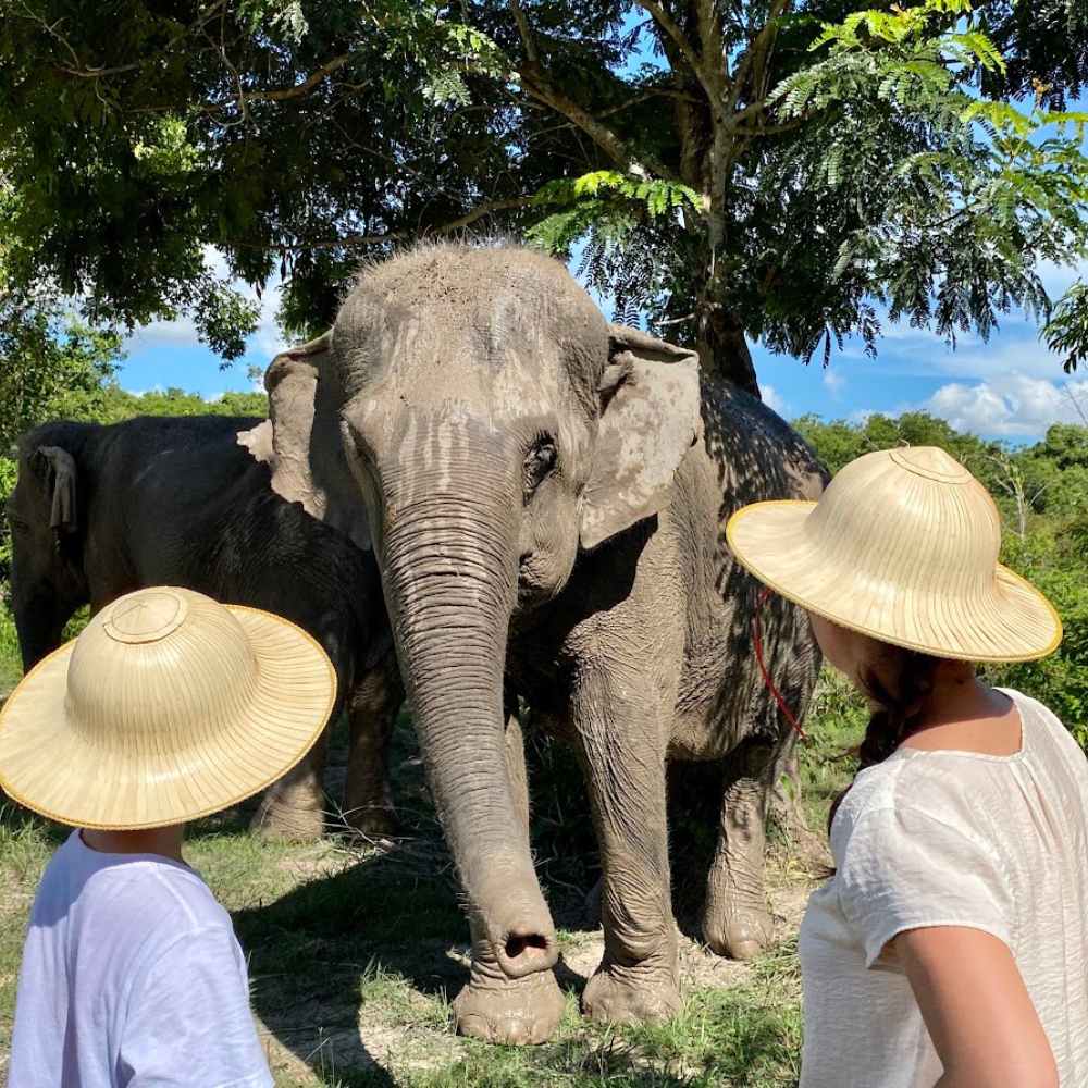 Morning Elephant Tour Adventure – Walk with elephants through the forest, and see how they spend their day in the wild.