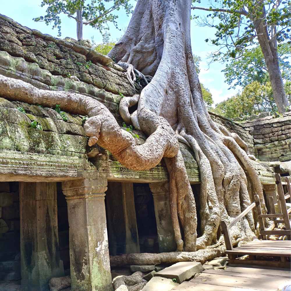 a Prohm Temple – Explore Ta Prohm, the atmospheric jungle temple with trees entwined among the ruins.