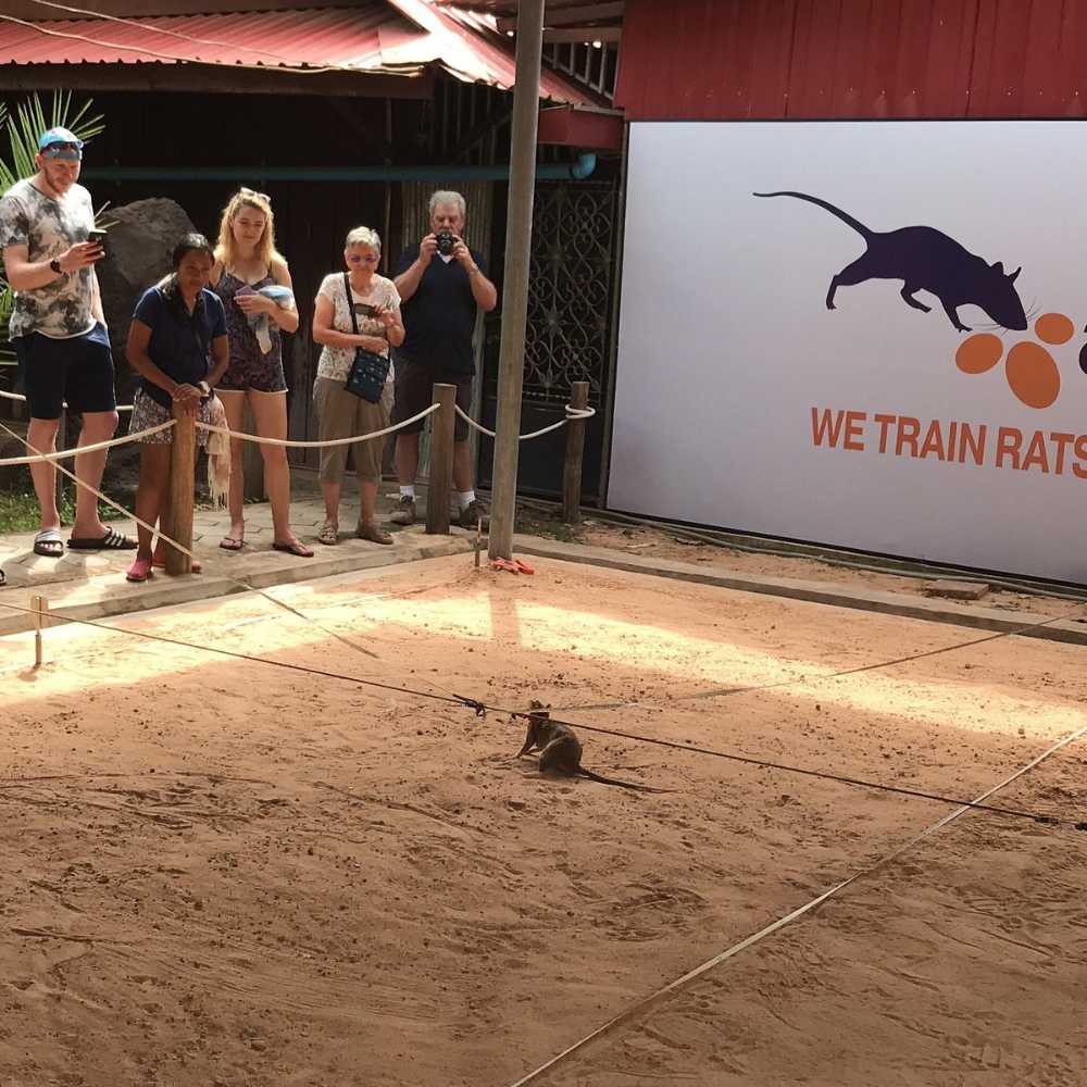 APOPO’s Landmine Rats Keep Cambodia Safe! – Learn how these amazing HeroRATs help clear landmines and make the land safe again.