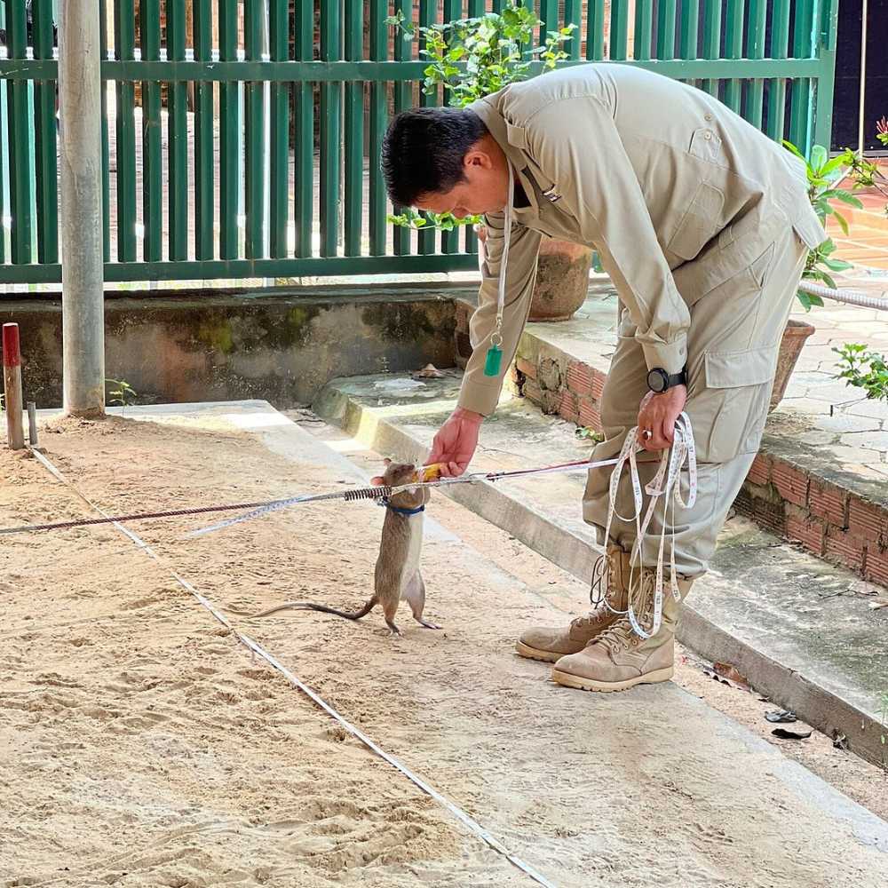 APOPO’s Landmine Rats Tiny Heroes with Big Jobs! – These African giant pouched rats are helping protect people by finding landmines in Cambodia.