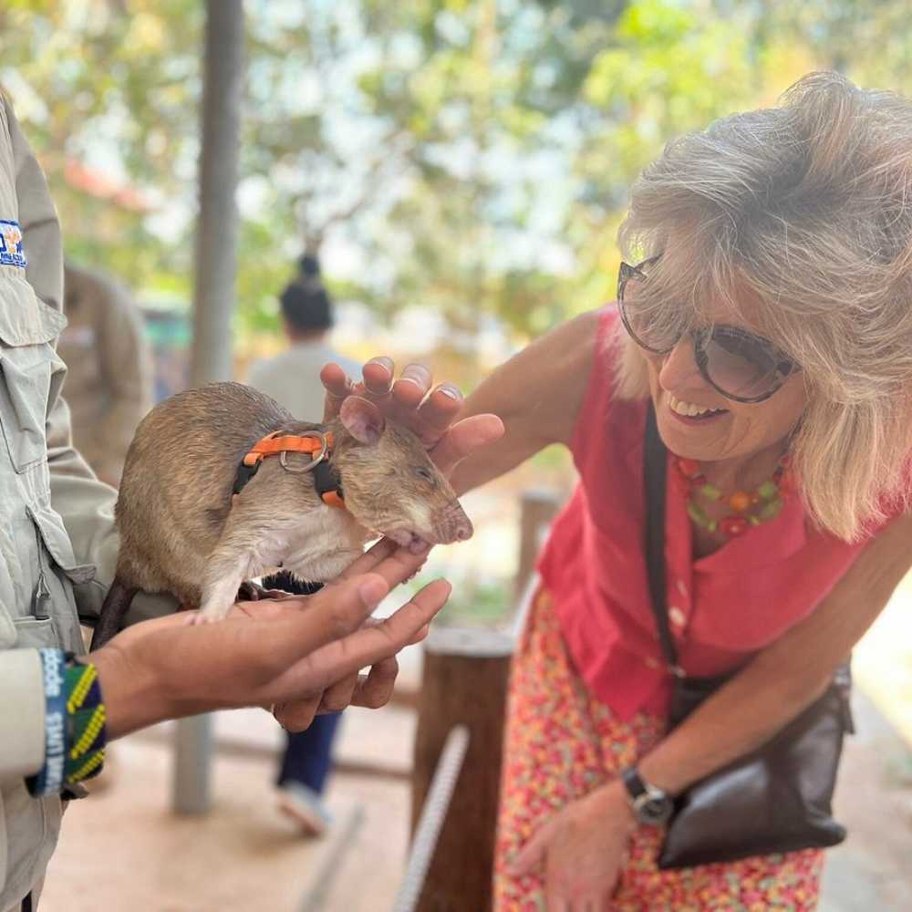 Discover APOPO’s Landmine Rats in Siem Reap! – Take a fun guided tour and meet the rats that save lives by finding deadly landmines.