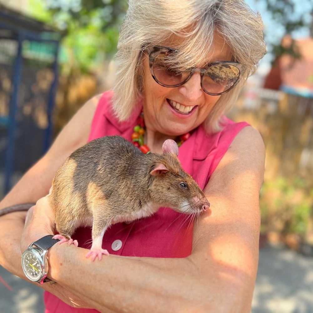 Meet the Heroes at APOPO’s Landmine Rats! – Visit Siem Reap’s top attraction to learn how these special rats help find hidden landmines.