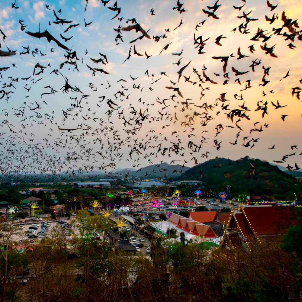 The Bat Cave at sunset – Watch thousands of bats take flight as the sun sets on the Battambang Tour.