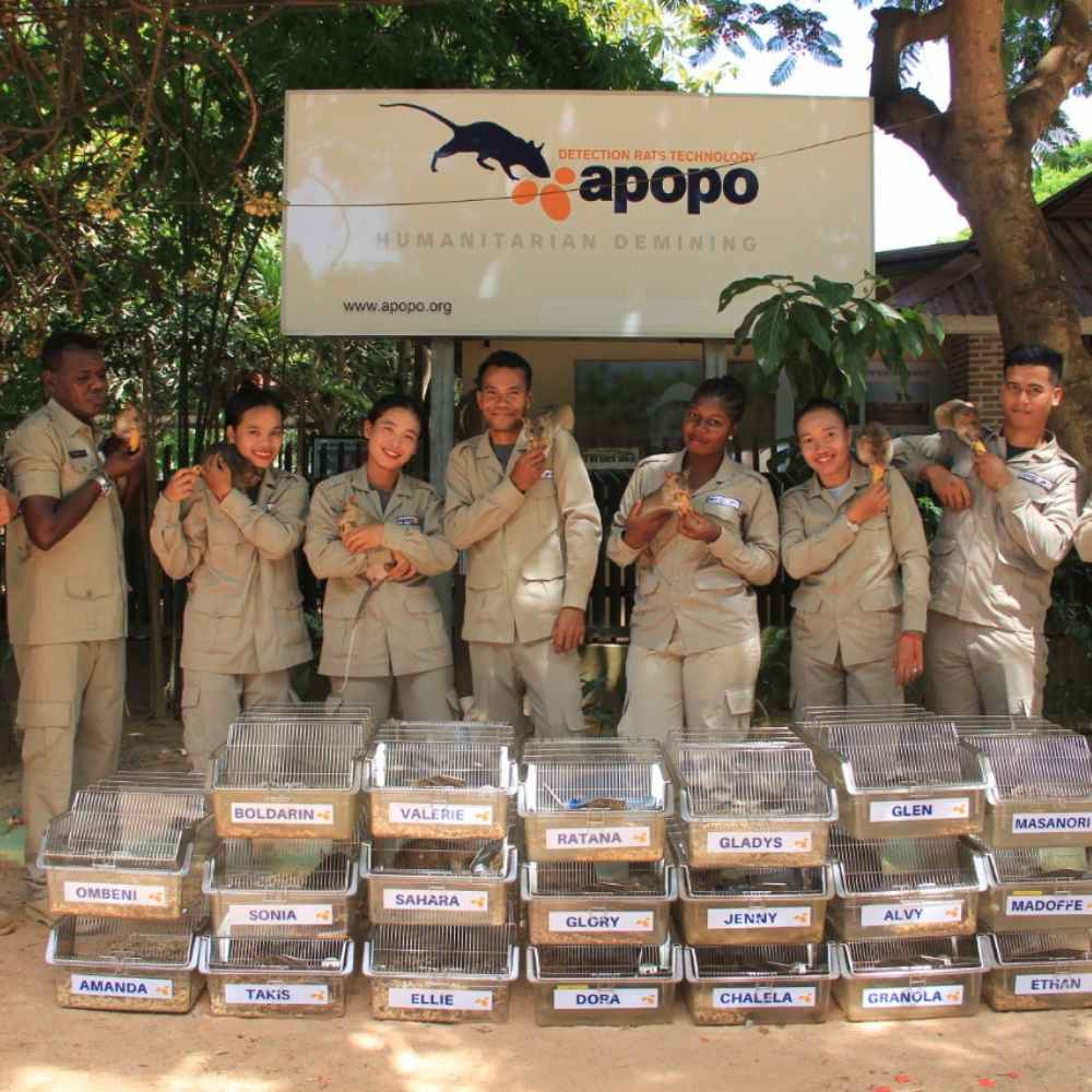 Visit APOPO’s Landmine Rats and Learn How They Save Lives! – Explore this unique center in Siem Reap to see the life-saving work of these special rats.