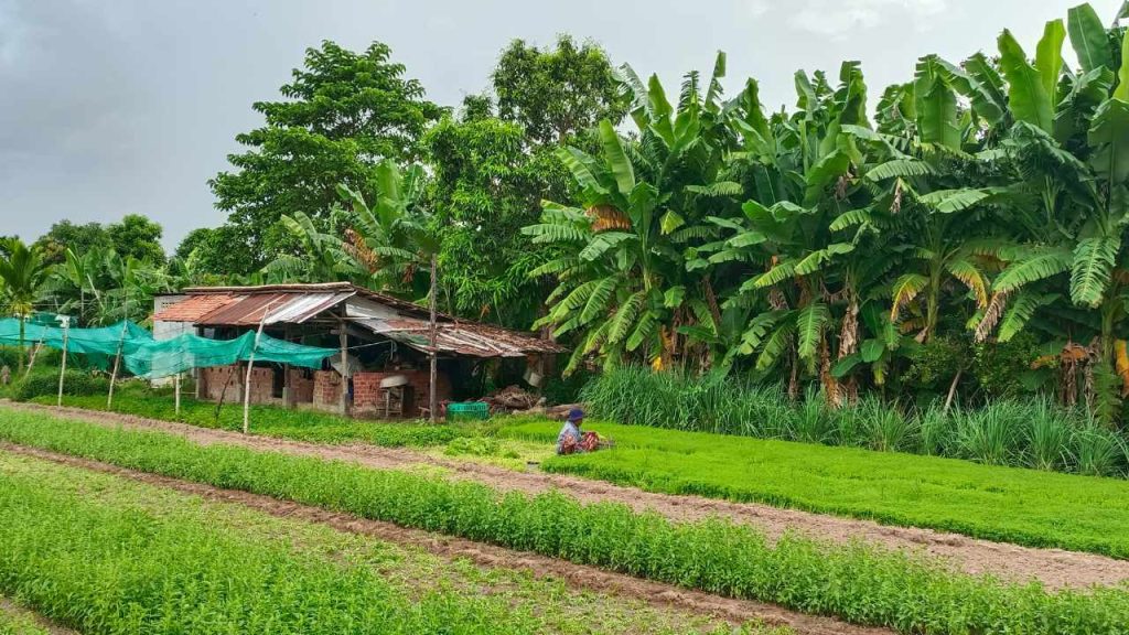 How to Plan Siem Reap Tours 2025 - Visas, Weather, Costs and Insider Tips for your 3 Day Siem Reap Tour 2025