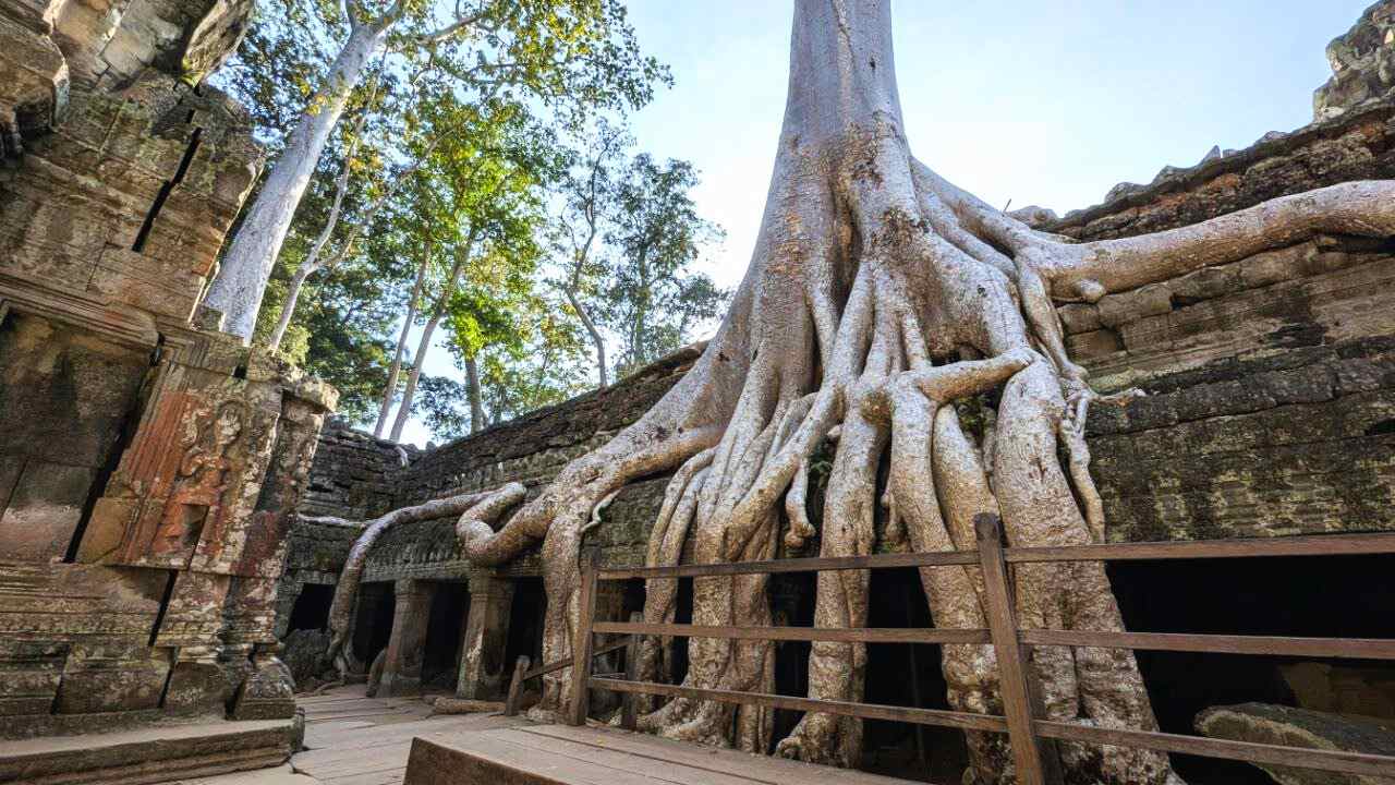 Ta Prohm Temple - Where Nature Wins - Top 4 Temples for First-Time Visitors to Angkor